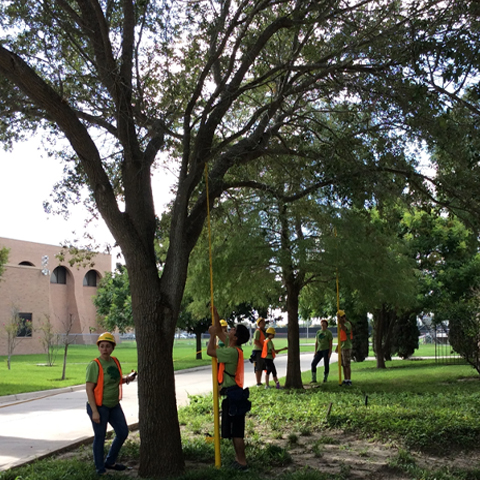 students measuring the height of a tree for the urban forestry course at UTRGV