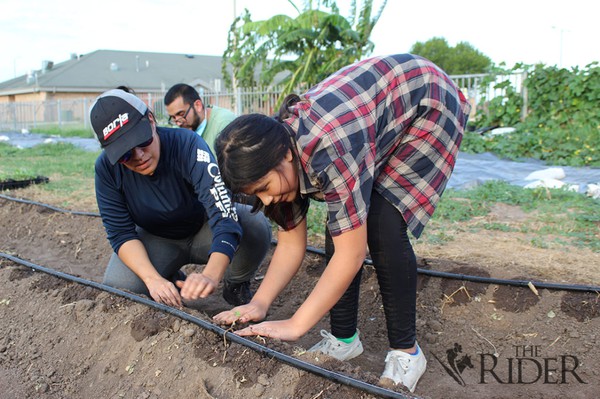 Edinburg resident and legacy institution University of Texas-Pan American alumnus Paola Encina (left) and her daughter Salma Kliampel plant broccoli last Wednesday at the Agroecology Research Community Garden on the Edinburg campus. Encina is homeschooling Kliampel this year and wanted her to learn hands-on about how plants work for her biology class. Omar E. Zapata /The Rider Photo