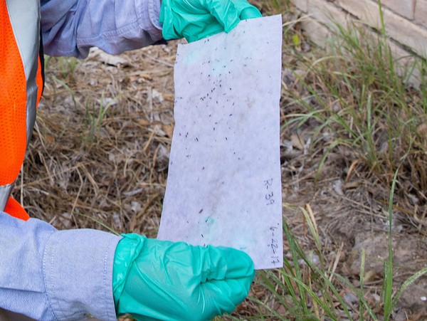 A UTRGV biology student checks a paper from a mosquito larvae trap as part of a research project. UTRGV’s Center for Vector-Borne Disease will host a free online community seminar on Sept. 29, from 4-5 p.m., to inform the public about the basics and risks of arboviral diseases – viruses contracted from an infected mosquito; vector-borne diseases that are considered arboviral include West Nile, chikungunya, Zika and dengue. (UTRGV Archival Photo by Paul Chouy)