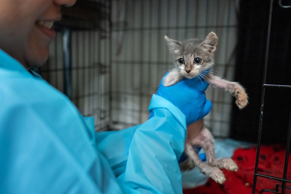 Chriselda Delgadillo, Palm Valley Animal Society lead foster coordinator, hold up a kitten as she works to clean the cage on Wednesday, Sept. 27, 2023 at the Palm Valley Animal Society Trenton Center in Edinburg, Texas. UTRGV has donated excess medical supplies including gowns, caps, face masks, face shields, gloves & cleaning wipes. (UTRGV Photo by Paul Chouy)