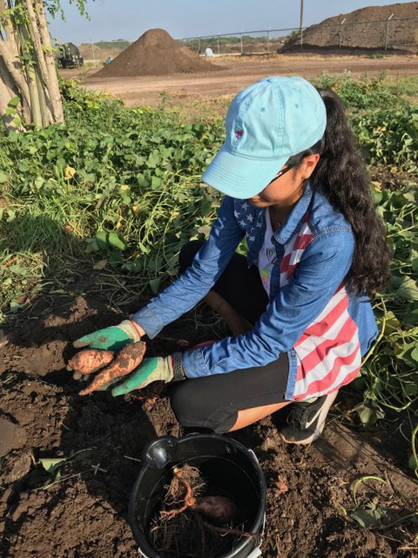 A student harvests plants in the field.