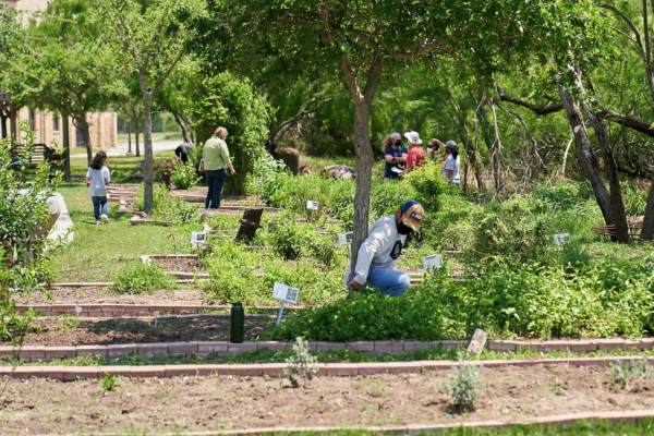 Pollinator Garden at UTRGV Brownsville Campus in 2021.