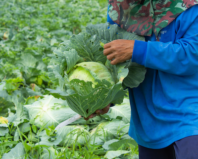 UTRGV's involvement in the USDA-funded Climate-Smart Initiative will promote sustainable agriculture practices in the Rio Grande Valley. (Courtesy photo)