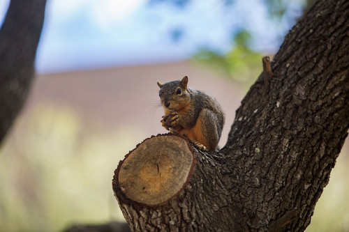 Edinburg Campus Squirrel