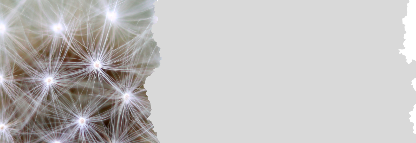 Research banner with neurons image on the left, blank on the right