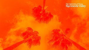 Zoom background ant view palm trees orange