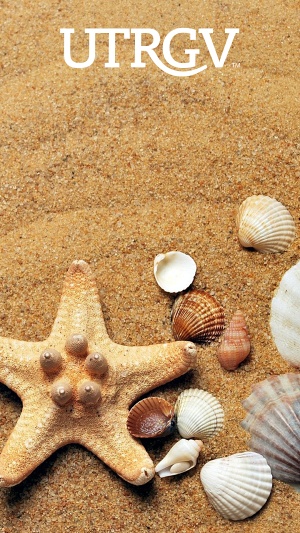 Wallpaper sand and sea shells